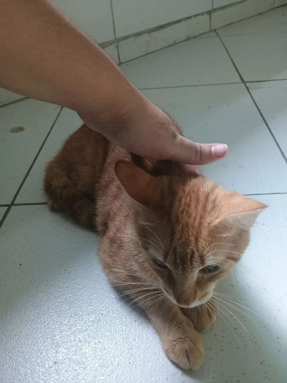 Doação de gatinhos  - Foto 6