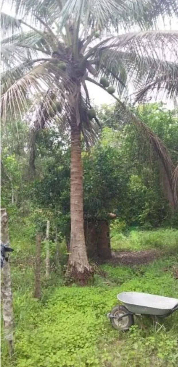 Sítio em Amado Bahia - Foto 4