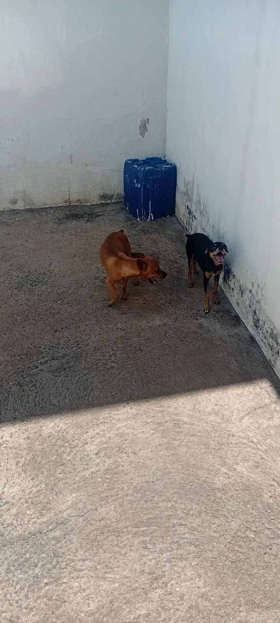 Filhote de Pinscher 1 - Foto 4