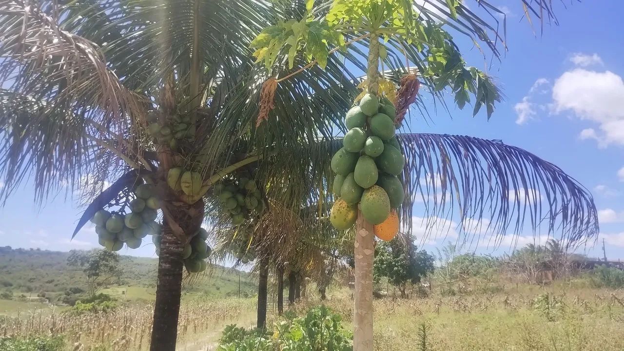 Sítio em Lagoa Seca a 1,2 km do asfalto  - Foto 2