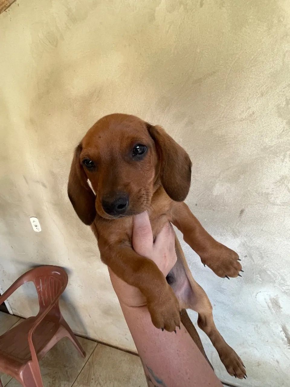 Cachorro - Foto 4