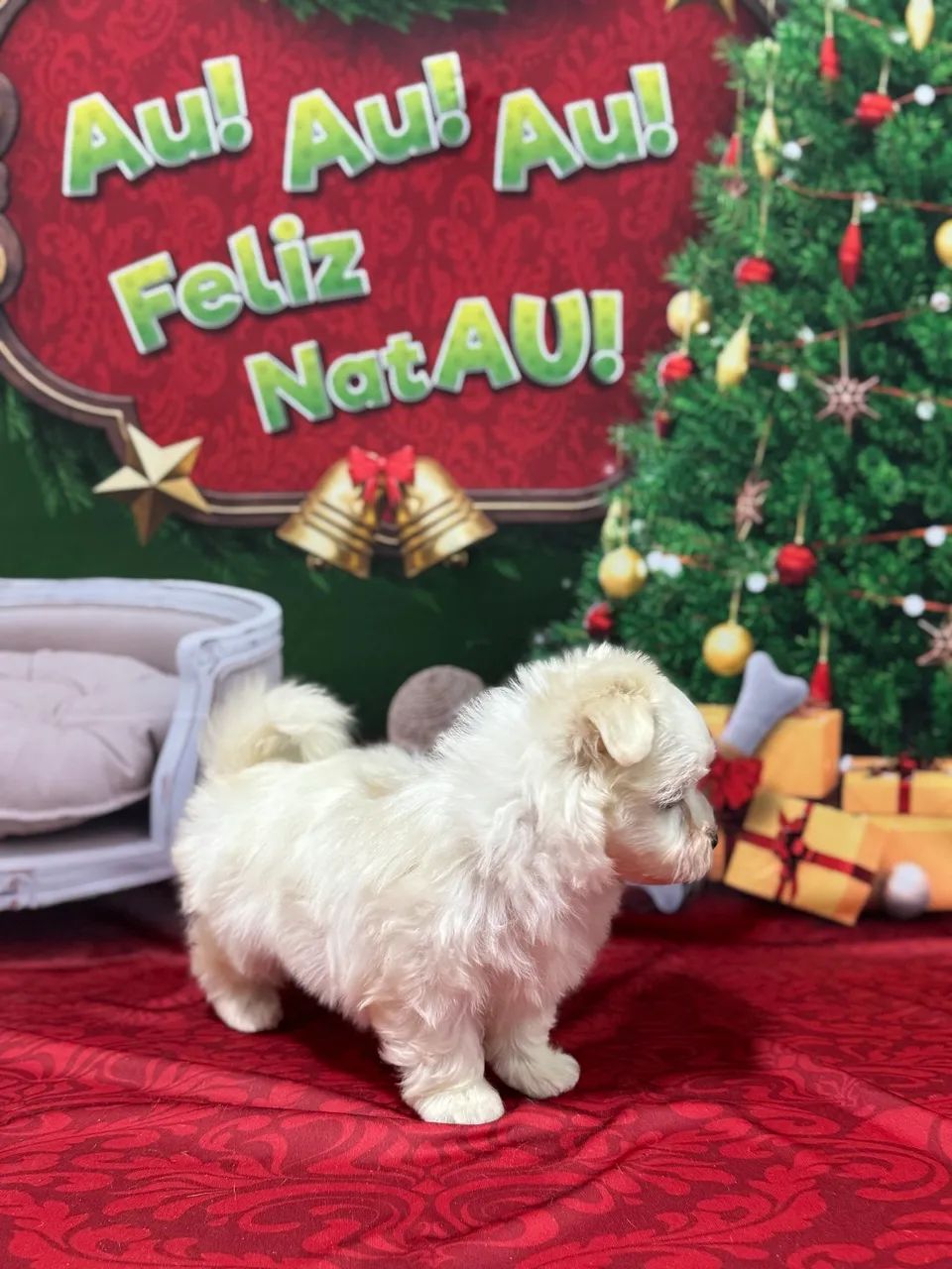 Maltês Macho  - Foto 4