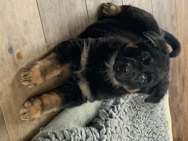Patas e Sorrisos