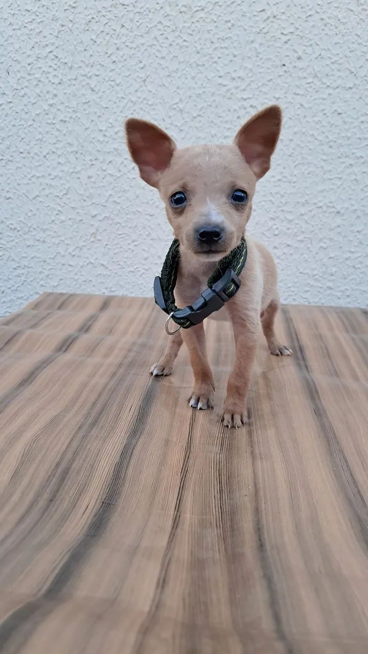 Pinscher n°1 - Foto 5