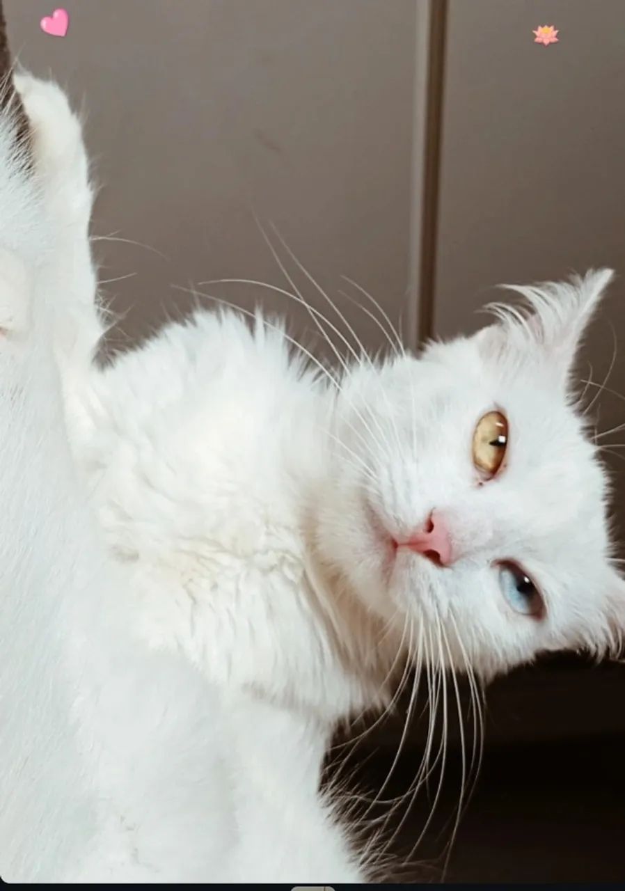  RAÇA : ANGORA TURCO
