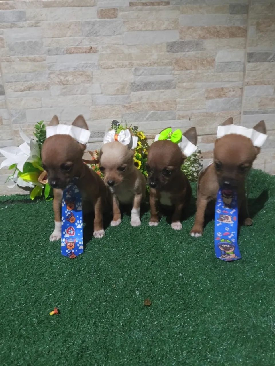 Cachorro  - Foto 2