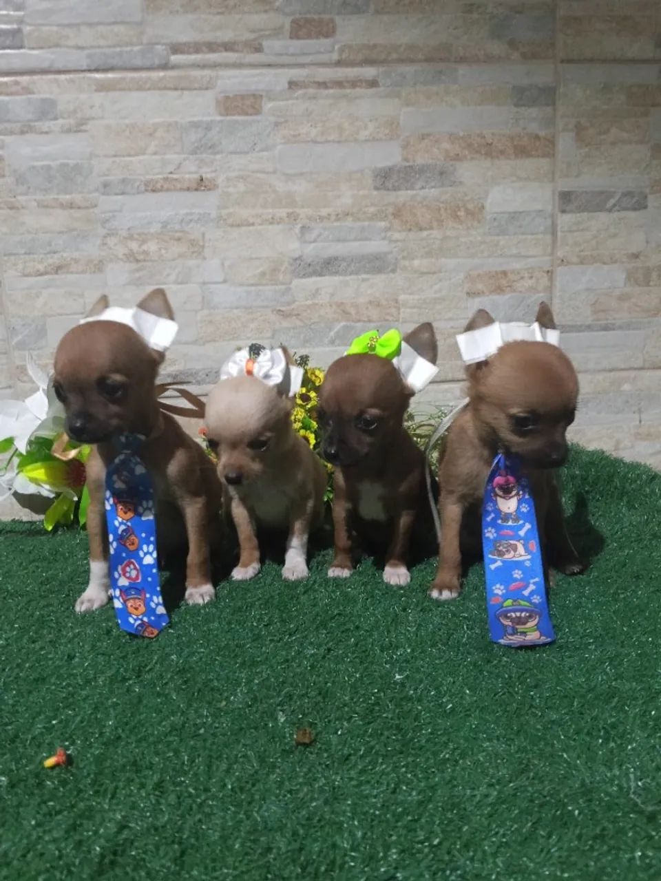 Cachorro  - Foto 3