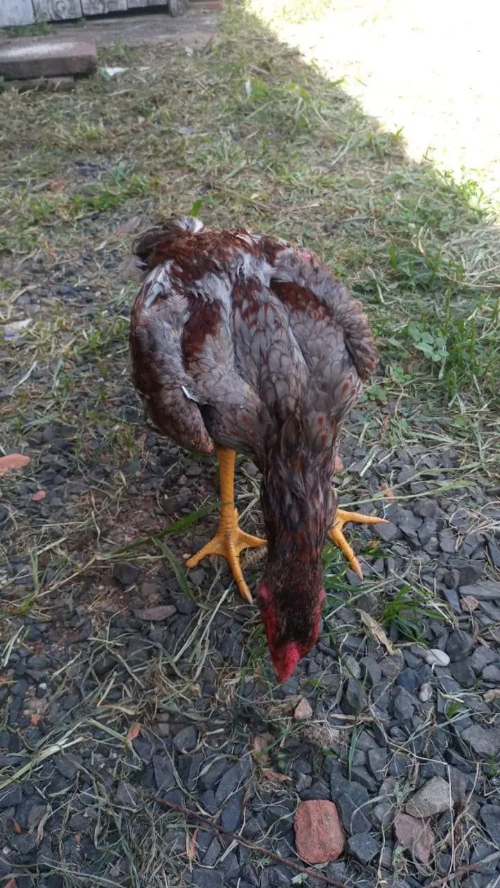 Vende-se frango rinheiro - Foto 2