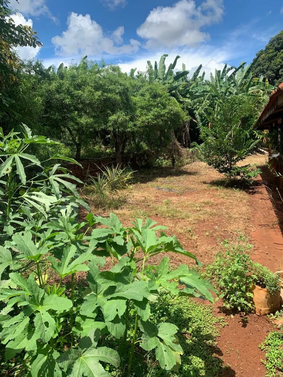 Fazenda dupla aptidão região monte alegre  - Foto 3