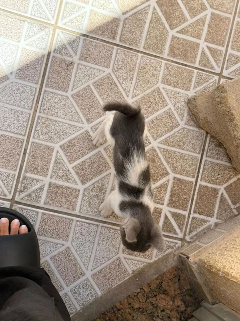 ADOÇÃO RESPONSÁVEL GATINHOS - Foto 4