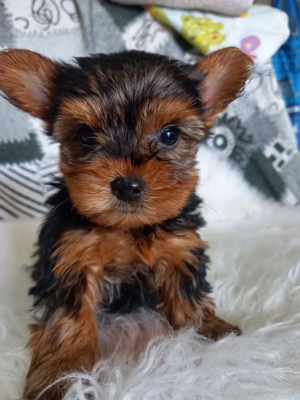 Yorkshire terrier - Foto 3