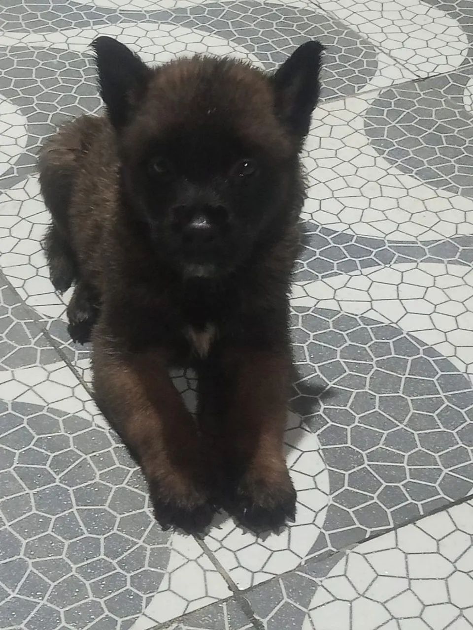 Pastor Belga Malinoar  - Foto 3