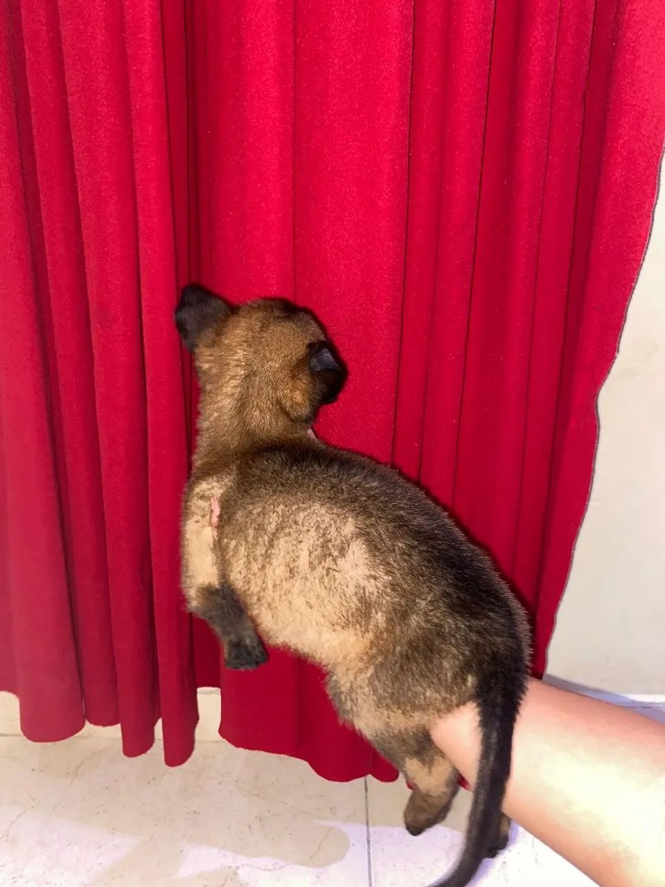 Pastor belga malinois - Foto 4