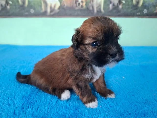 Lhasa Apso - Filhote para Reserva e Entrega em Março. Parcelamos em 10x!