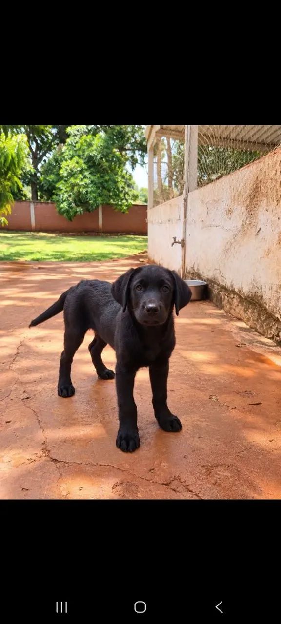 Labrador preto com Pedigree - Foto 3