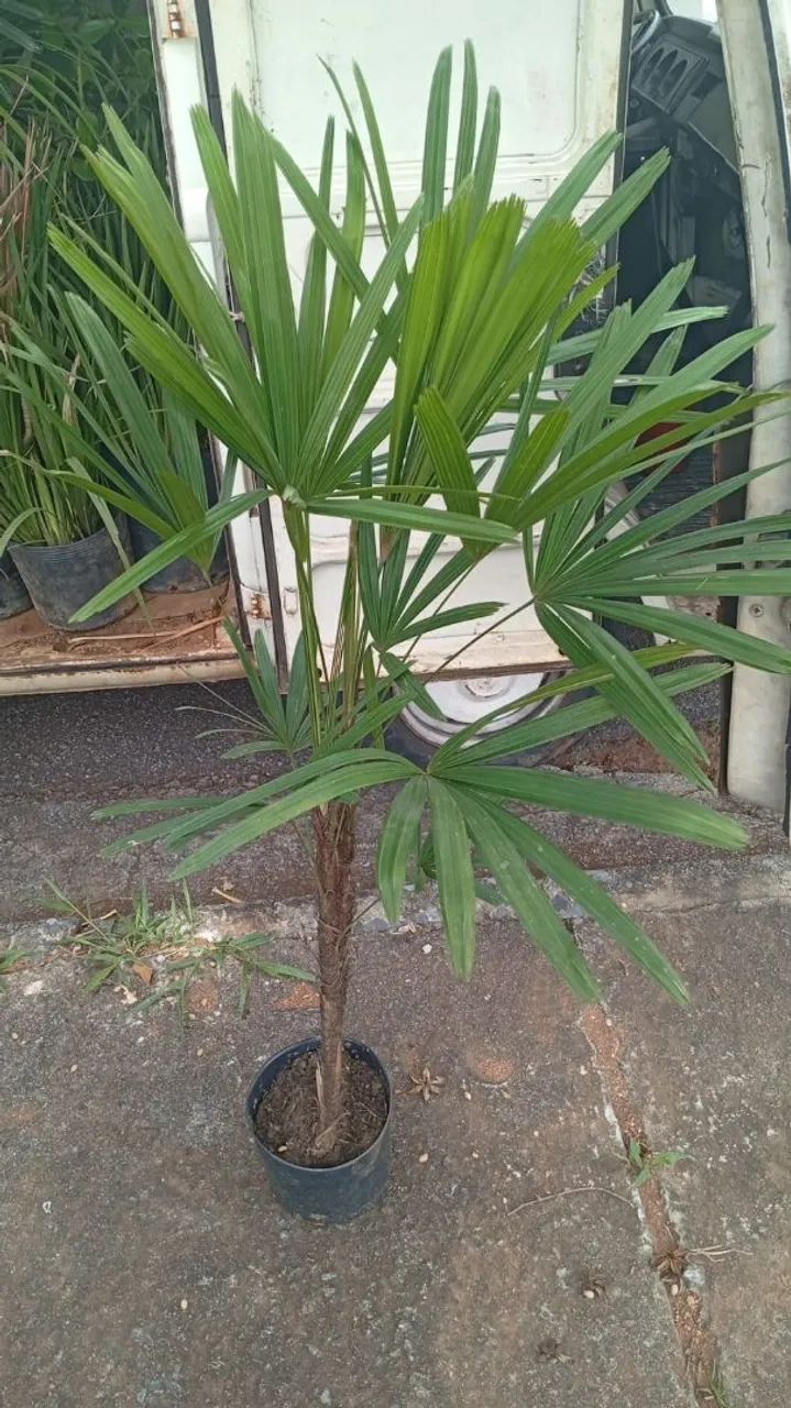 Vasos para plantas  - Foto 4