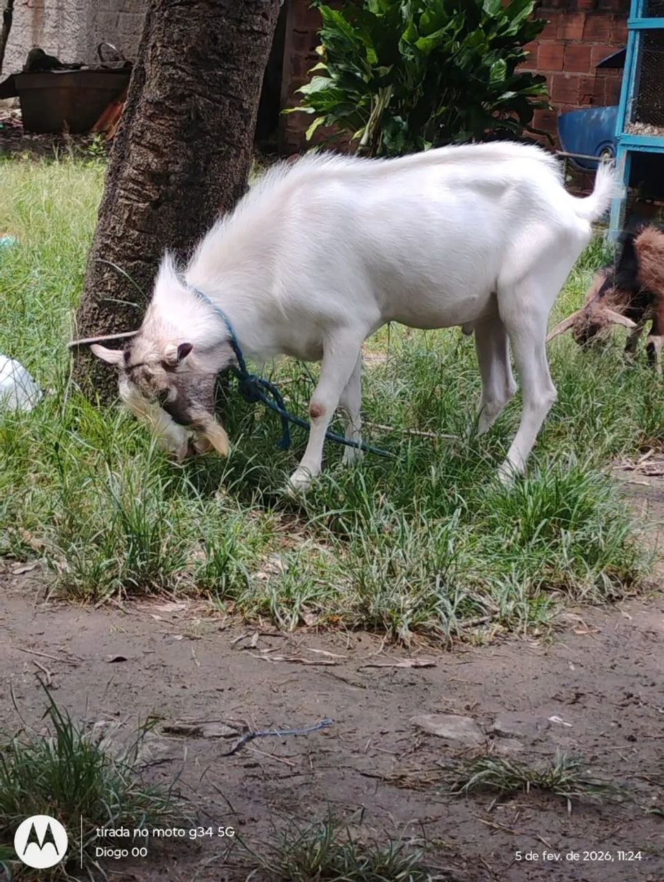 Cabra & Cabrito  - Foto 4