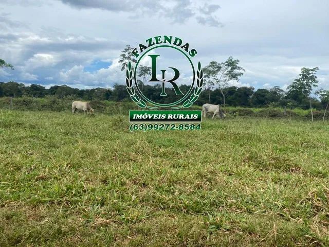 Fazenda Dupla Aptidão Tocantins Lavoura e Pecuária - Foto 3