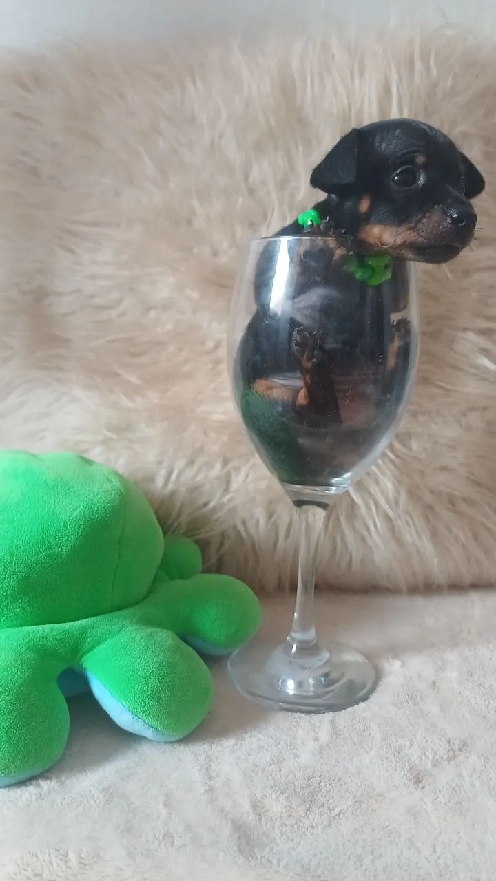 Filhote de pinscher macho  - Foto 4