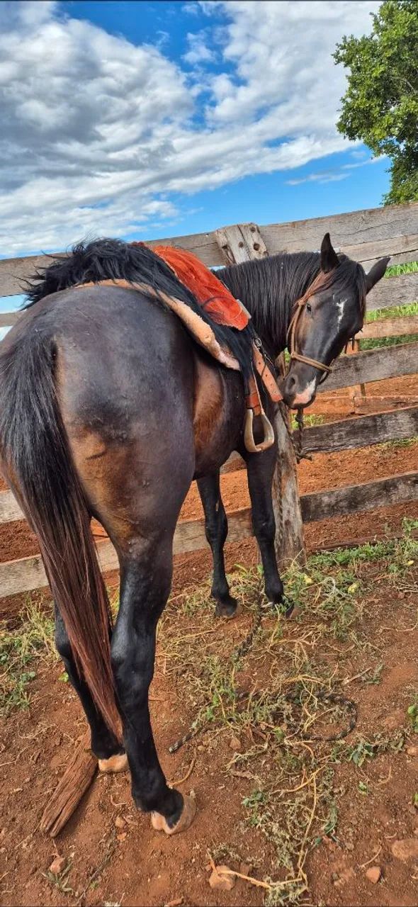Cavalo Quarto de Milha - Foto 2