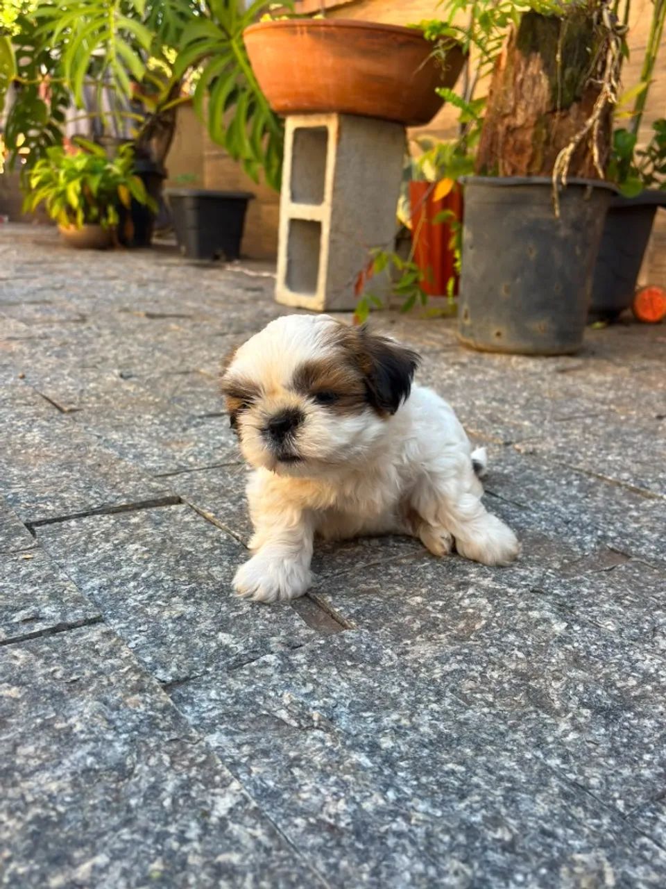 Shitzu - Foto 5