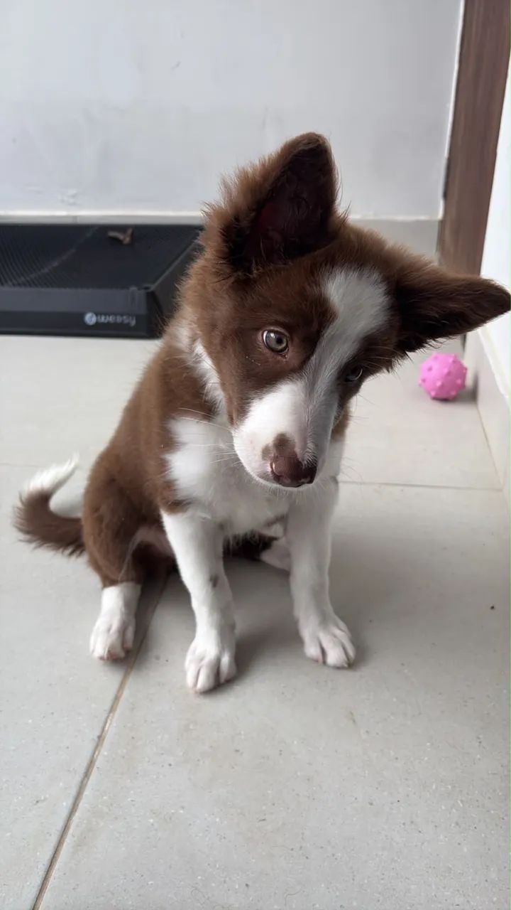 Border Collie fêmea  - Foto 2