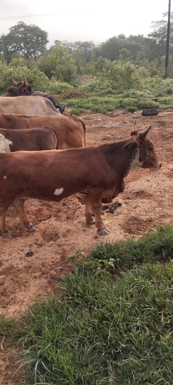 Novilha Mini Vaca - Foto 2