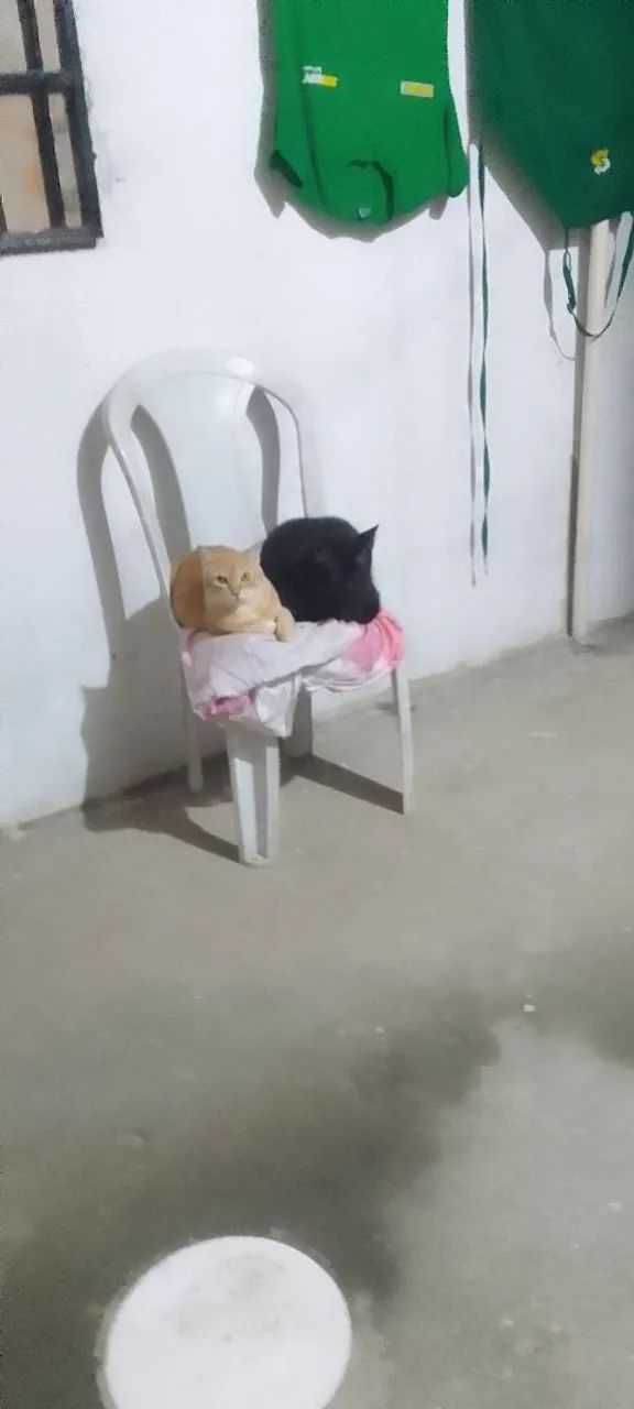Adoção Responsável.  - Foto 2