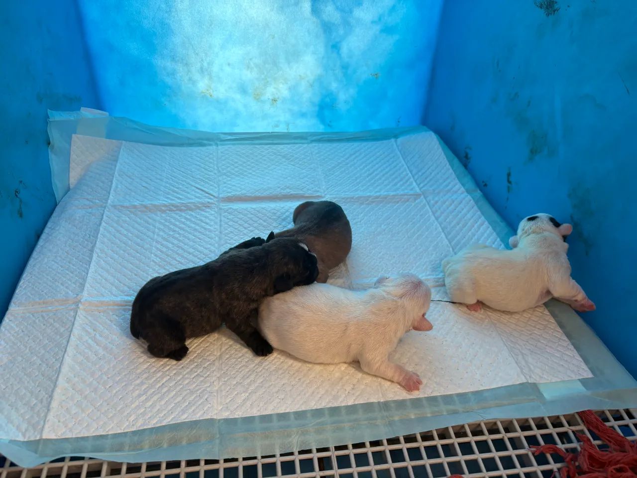 Cachorro  - Foto 2