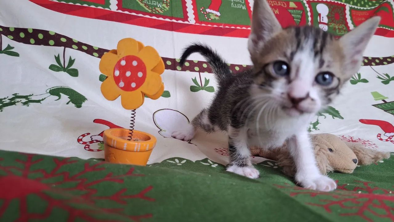  Adoção Responsável <br>