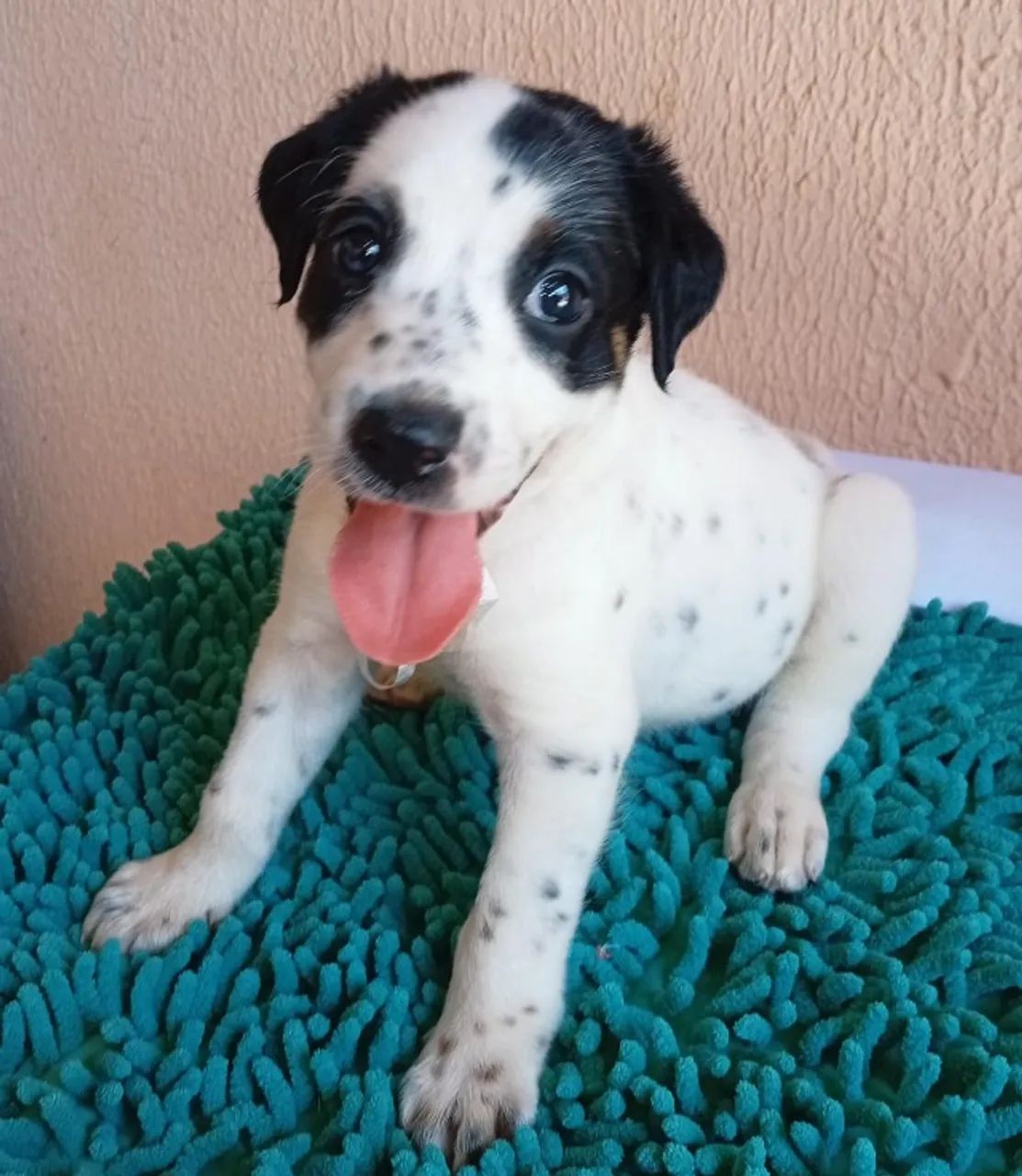 Cachorro 
