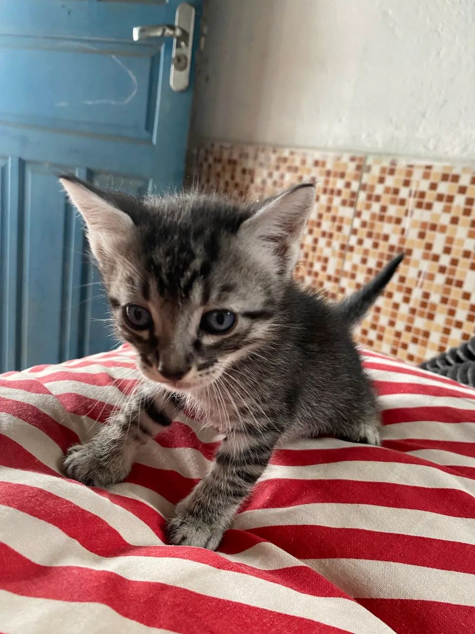 Gato  - Foto 4