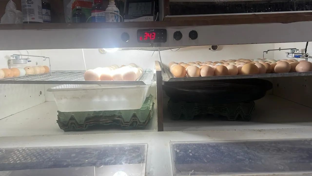 Chocadeira 