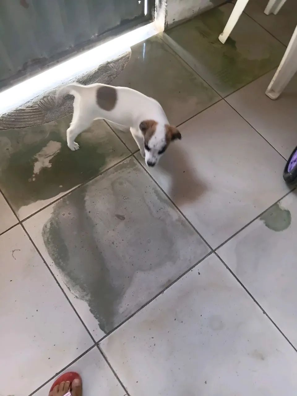 Vendo cachorro  - Foto 2