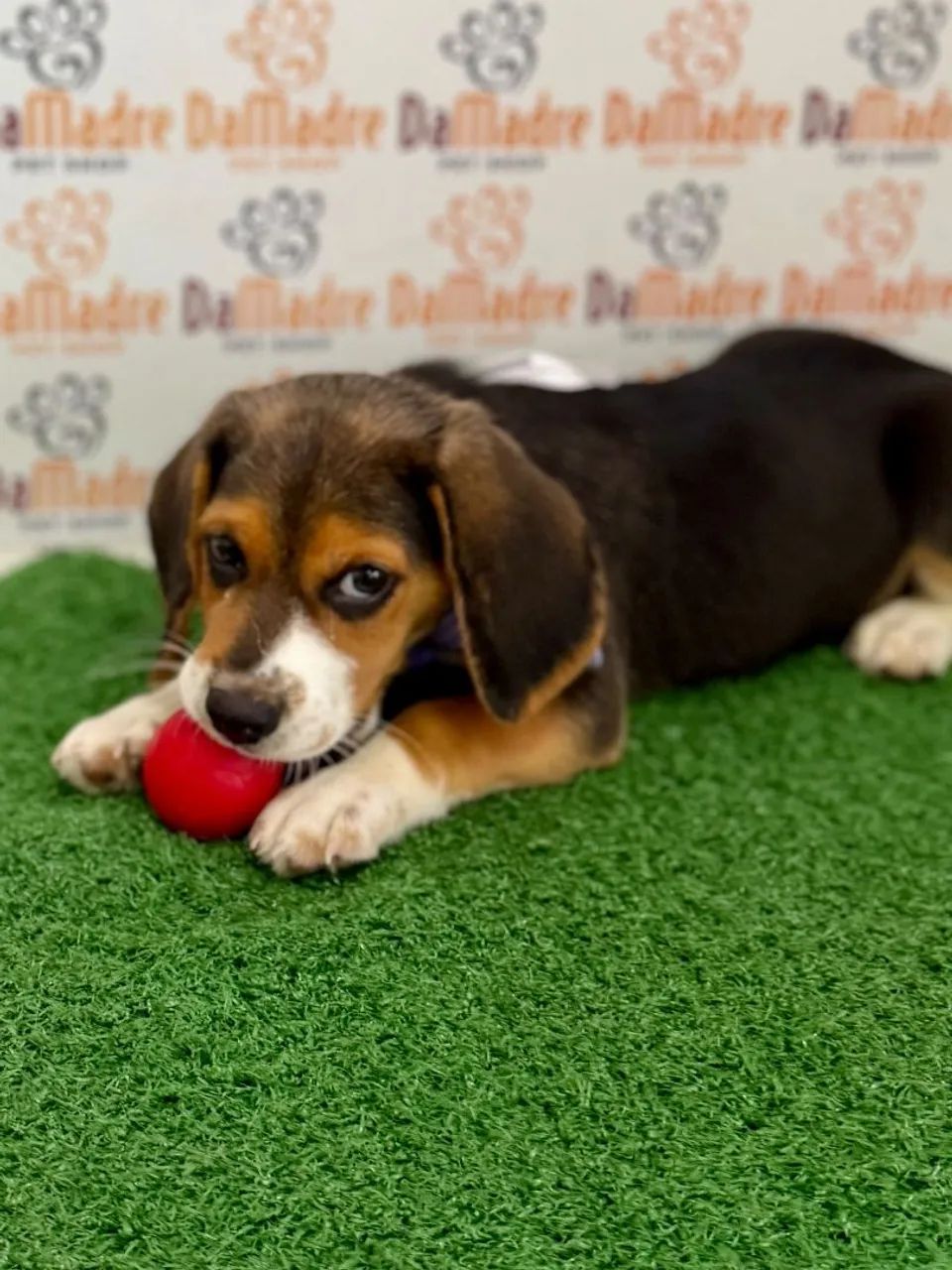 Beagle Macho  - Foto 2
