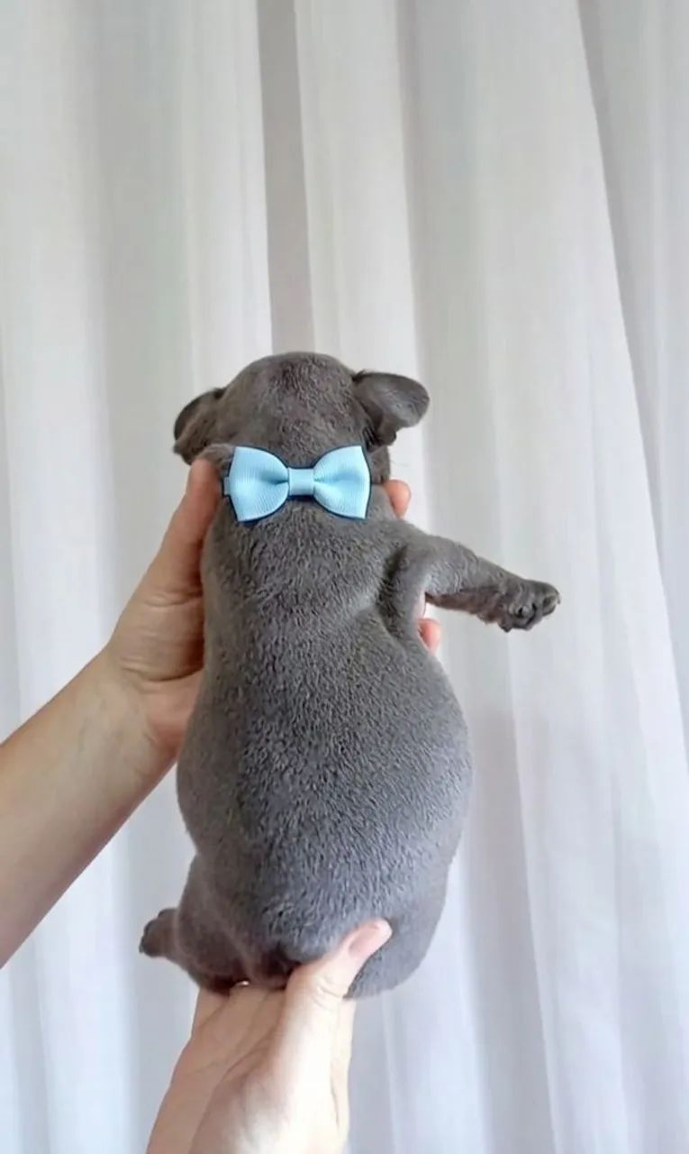 Bulldog Francês  - Foto 3