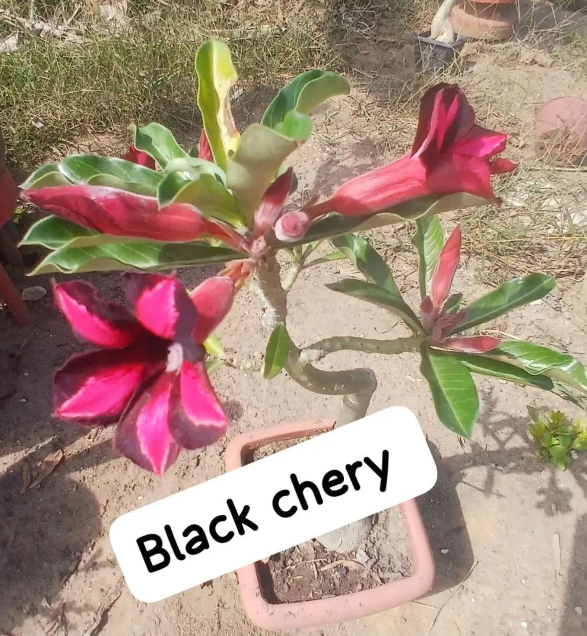 Rosas do deserto  - Foto 4