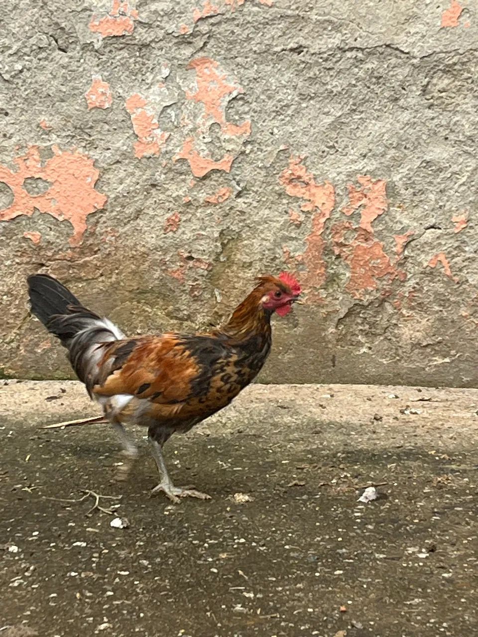 Macho Garnizé Caipira - Foto 2