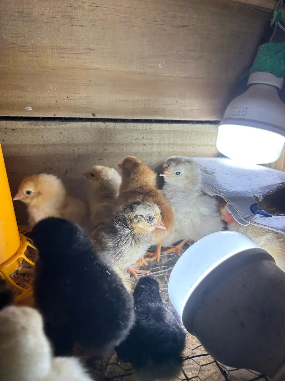 Pintinhos de galinha caipira - Foto 3