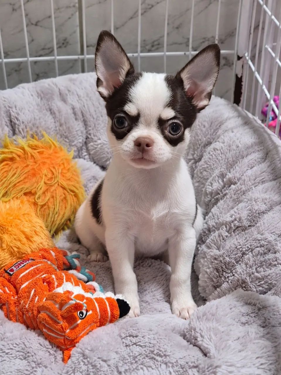 Chihuahua Pelo Curto Macho