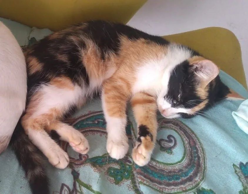 Gatas para adoção responsável 