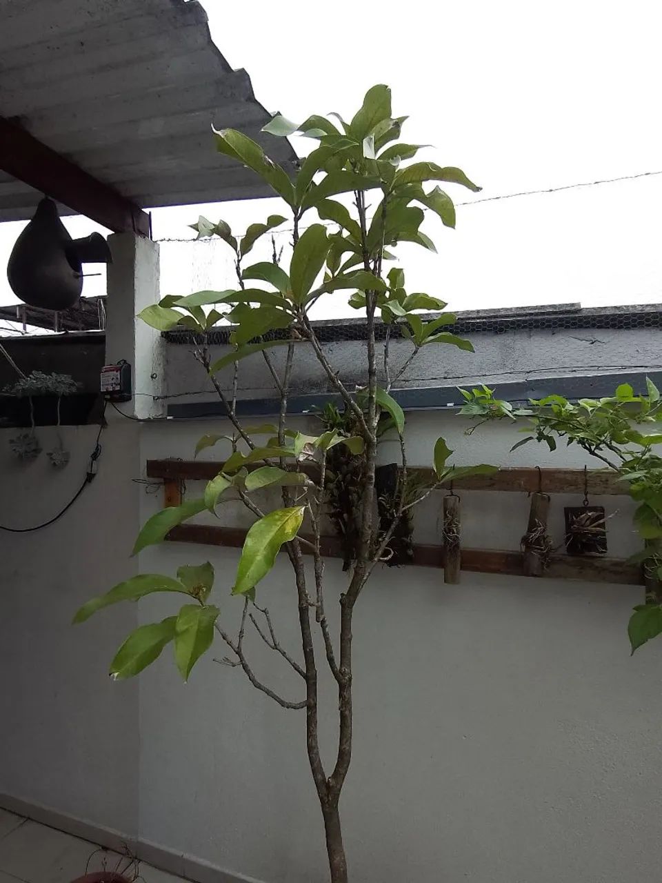 Planta frutífera  - Foto 2