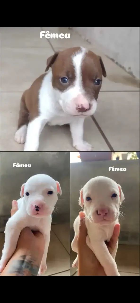 Filhotes Pitbull  - Foto 2