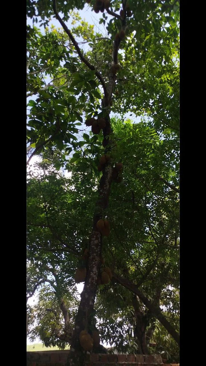 Vendo jacá tirada do pé  - Foto 3