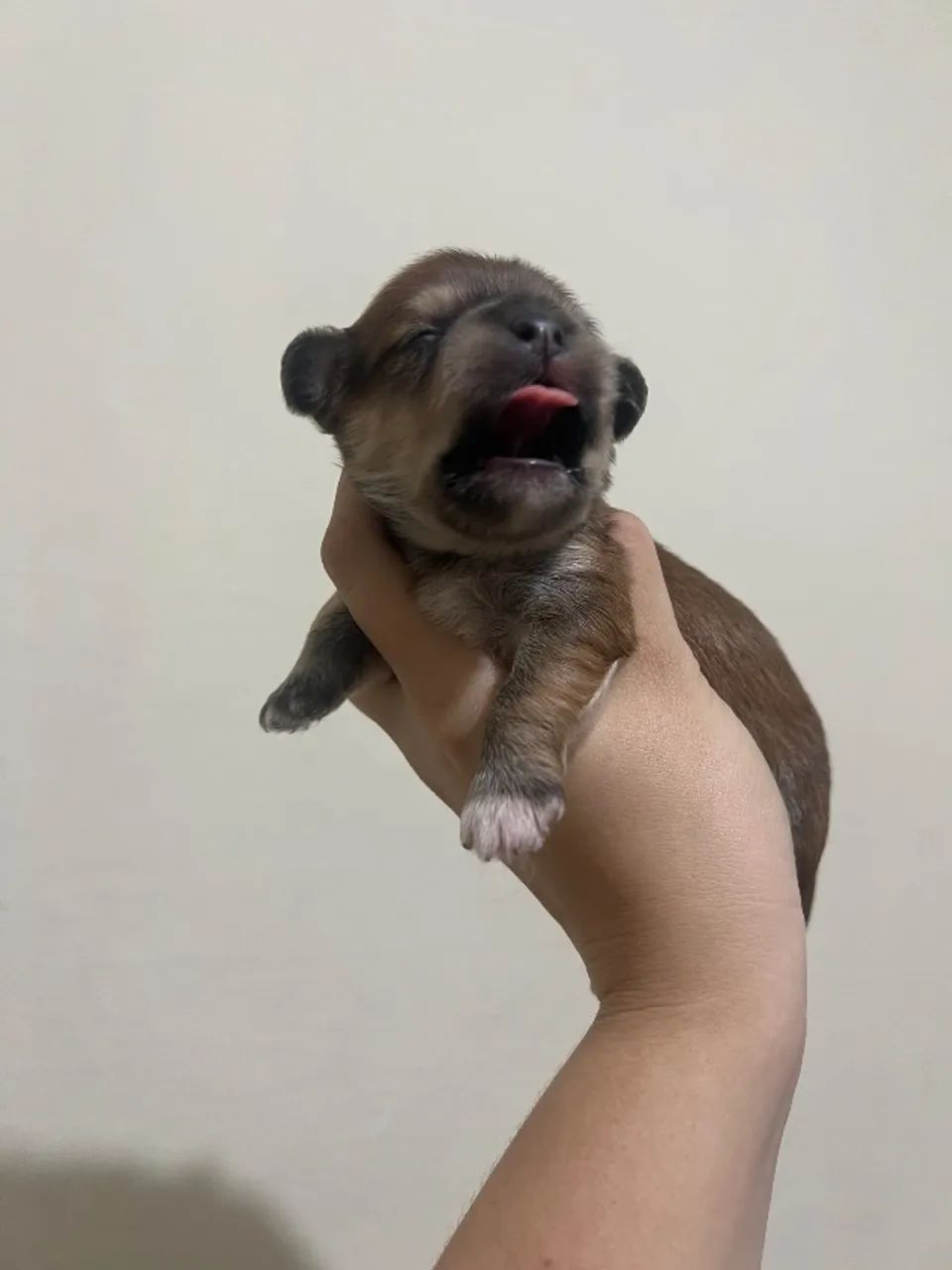 Lhasa apso - Foto 5