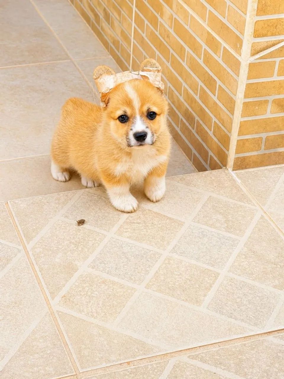 NINHADA DISPONÍVEL | CORGI  - Foto 5