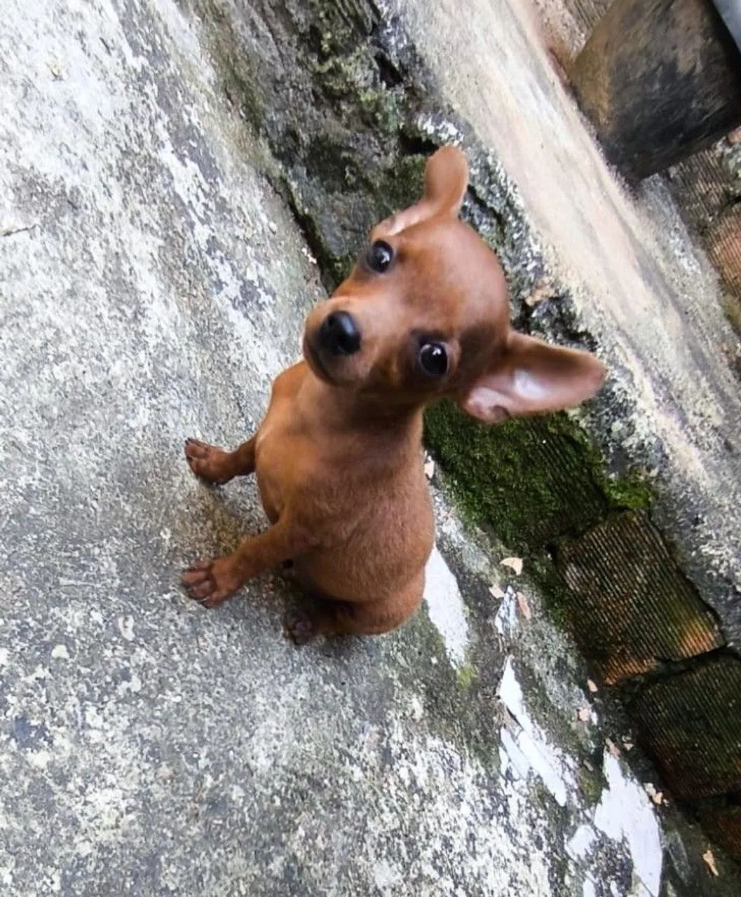 Raça pinscher - Foto 2