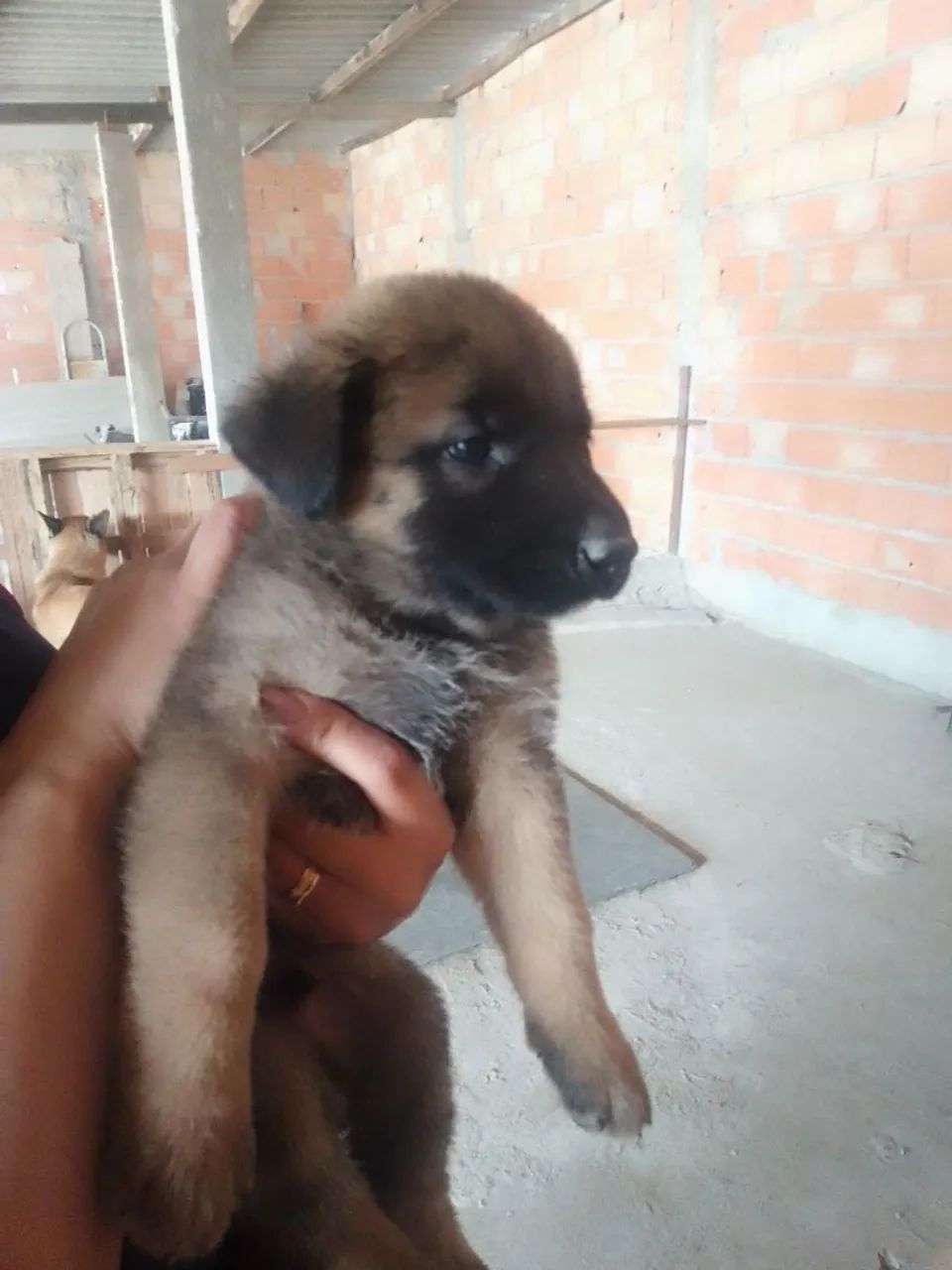 Filhotes de cachorro  - Foto 3