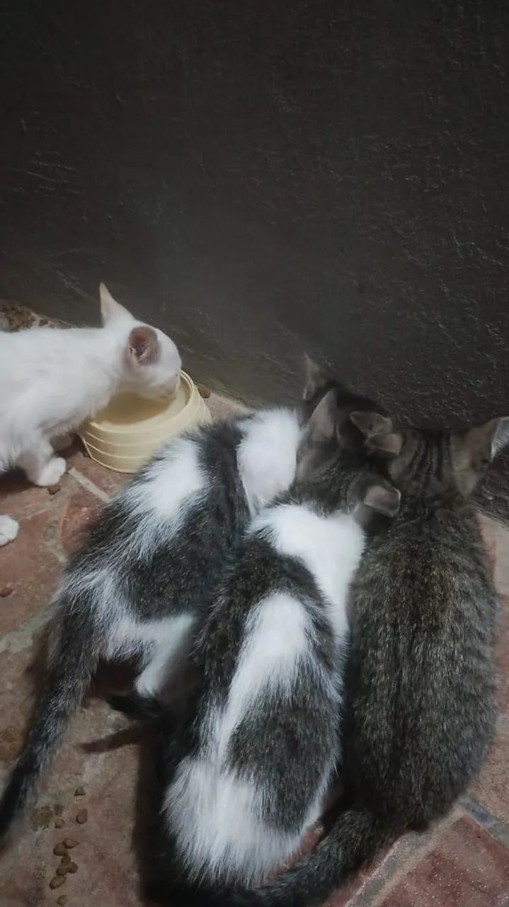 Doação gatinhos 