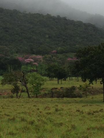 Fazenda - 1100 Hectares - Cáceres/MT - Foto 11
